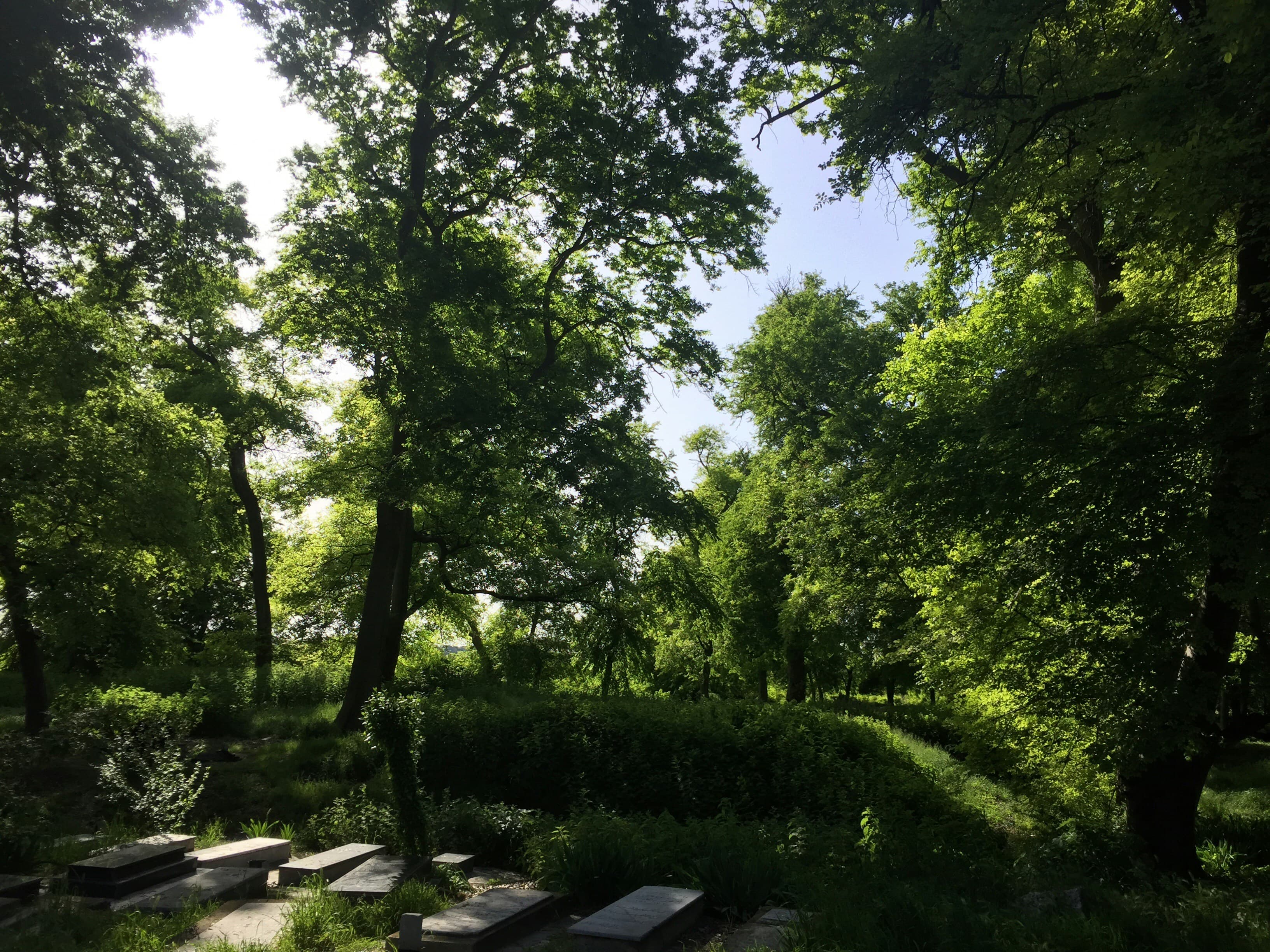 Saint Mary's Cemetery in Cleveland Ohio — historic stone grave markers surrounded by trees